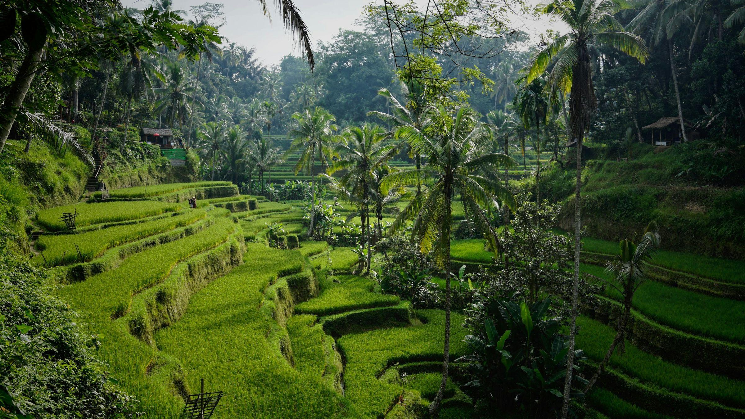 The Tegallalang rice terraces near Ubud, Bali