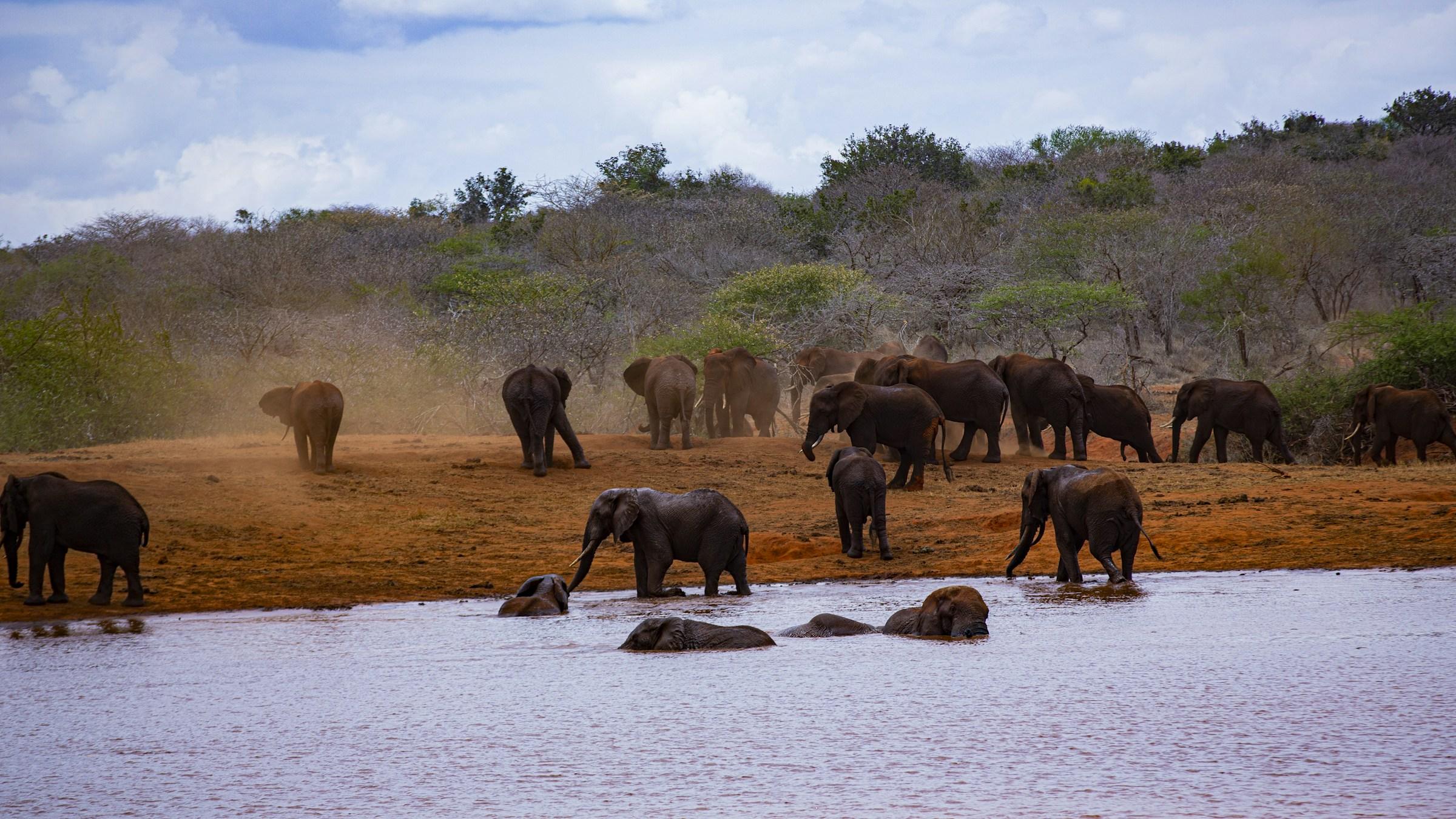 A herd of elephants at a waterhole in Tsavo, Kenya