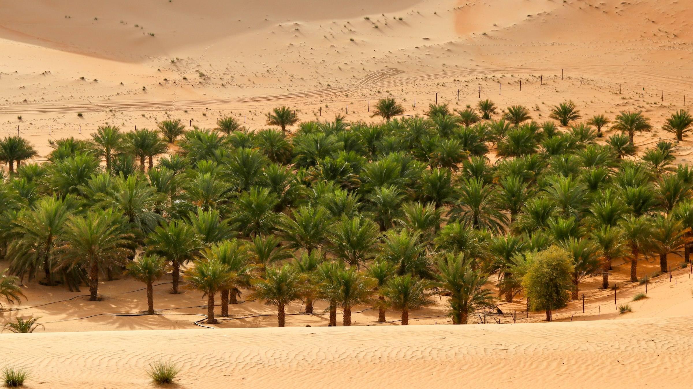 Date palms of an oasis among the sand dunes of Liwa, Abu Dhabi