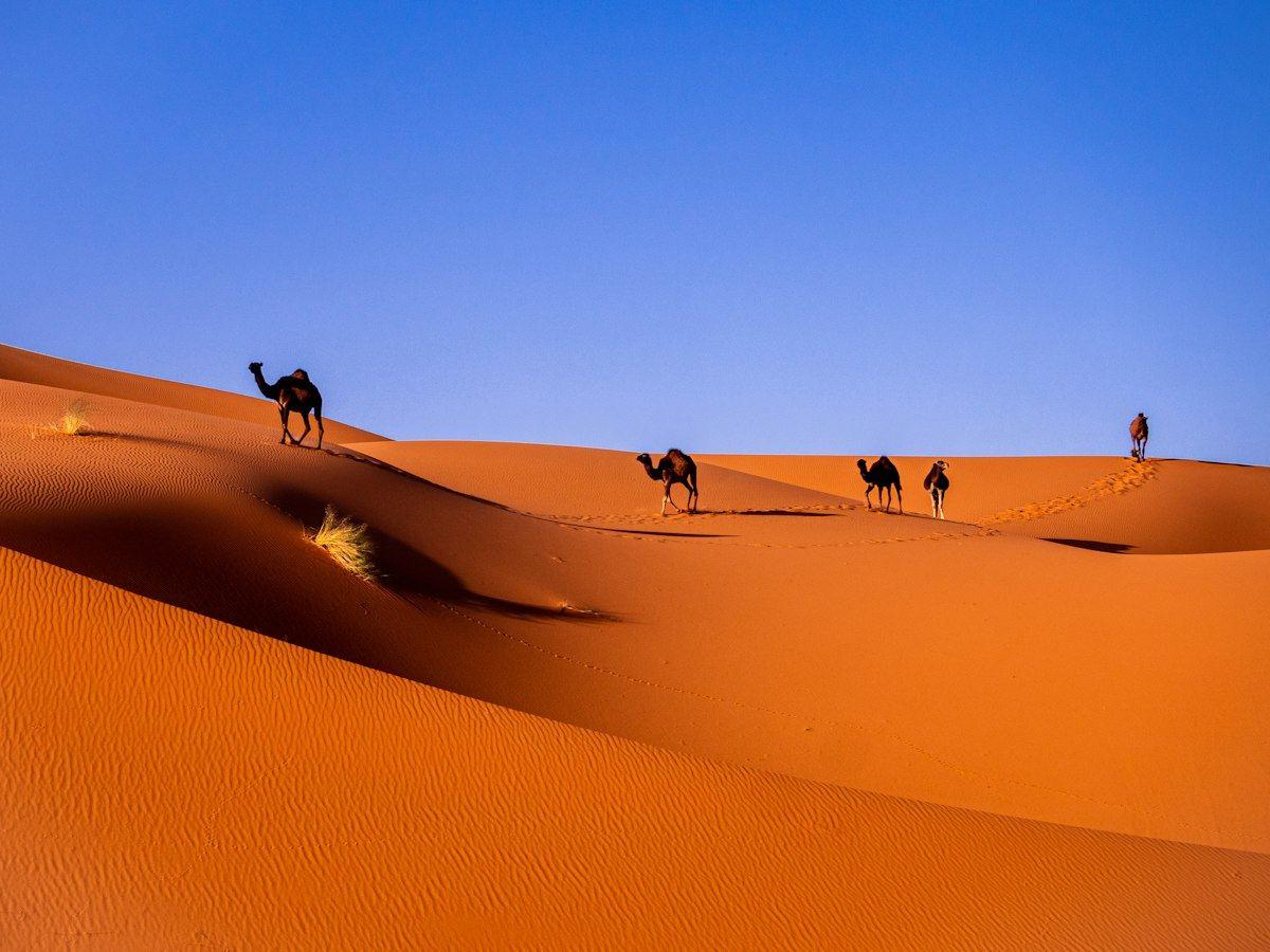 قافلة جمال تعبر الكثبان البرتقالية في مرزوكة بالصحراء المغربية