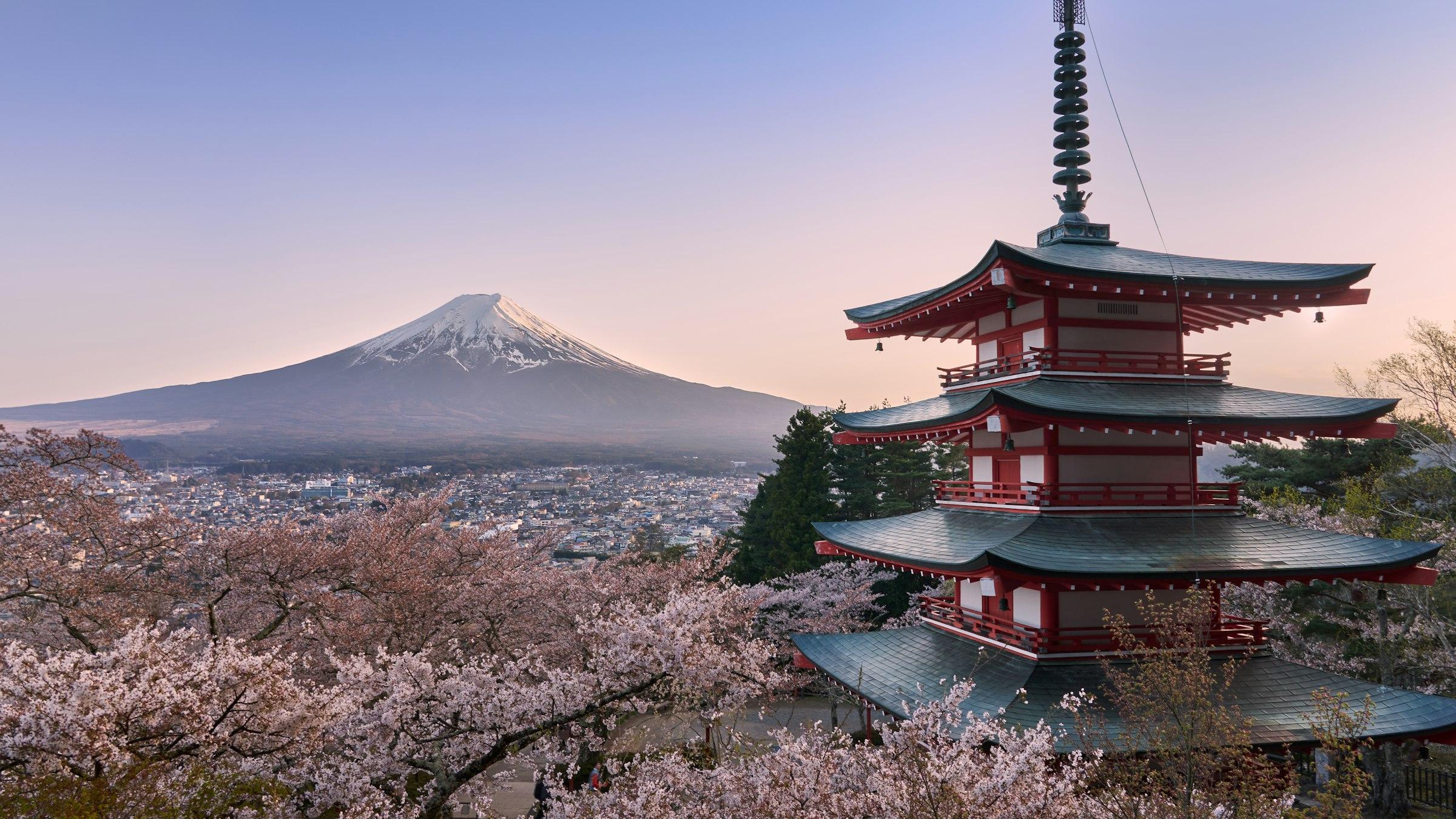 Chureito Pagoda and Mount Fuji above cherry blossom at dawn, Fujiyoshida, Japan
