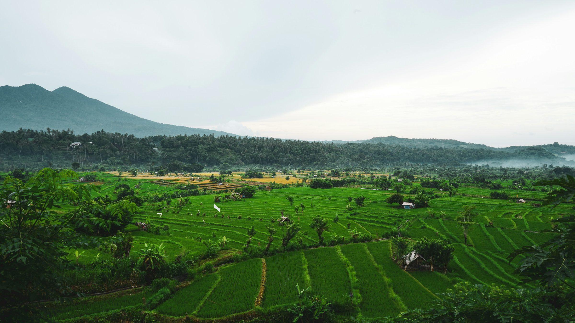 The Jatiluwih rice terraces below the mountains of Tabanan, Bali