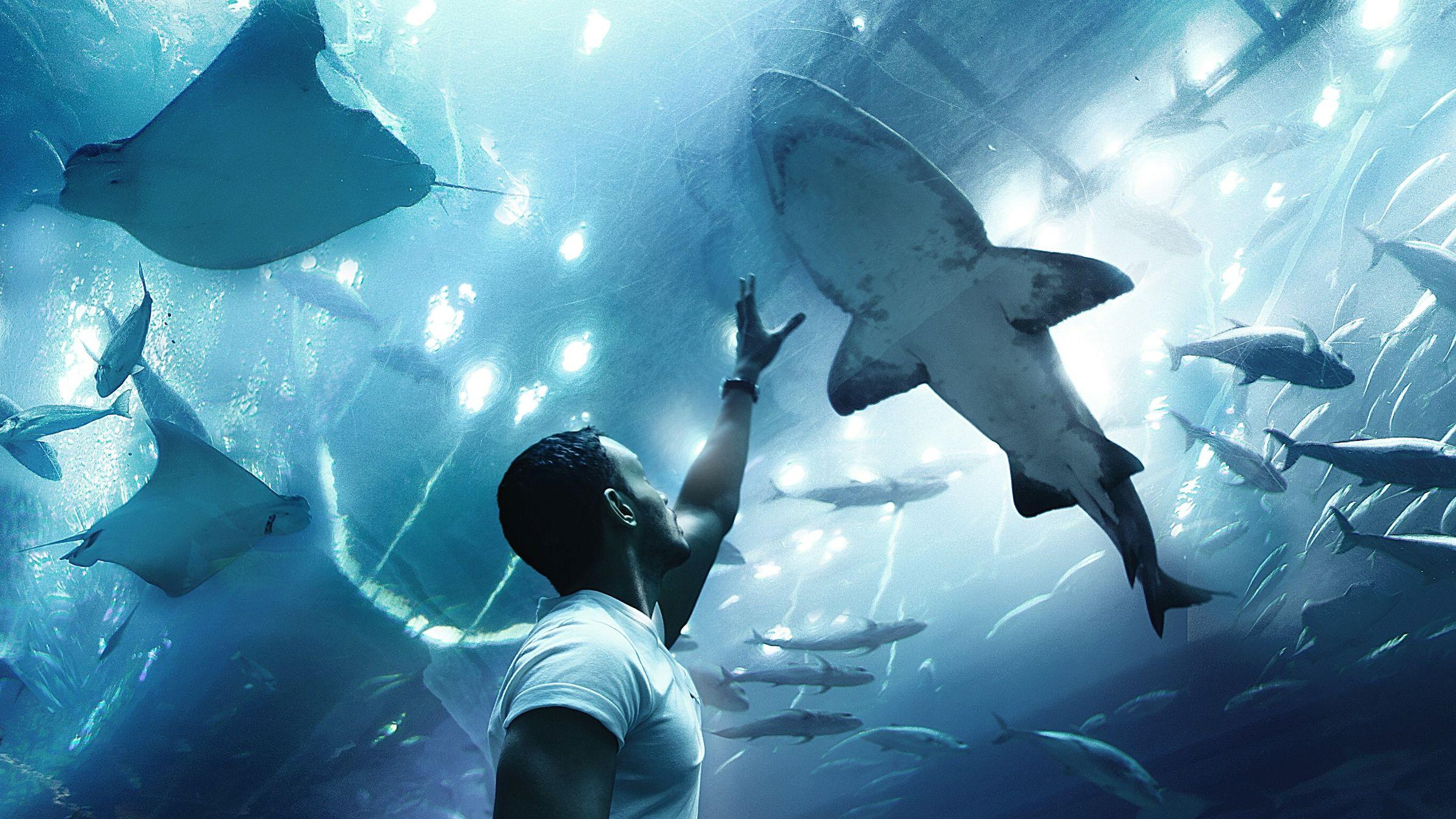 A shark swimming past a visitor at the Dubai Aquarium & Underwater Zoo