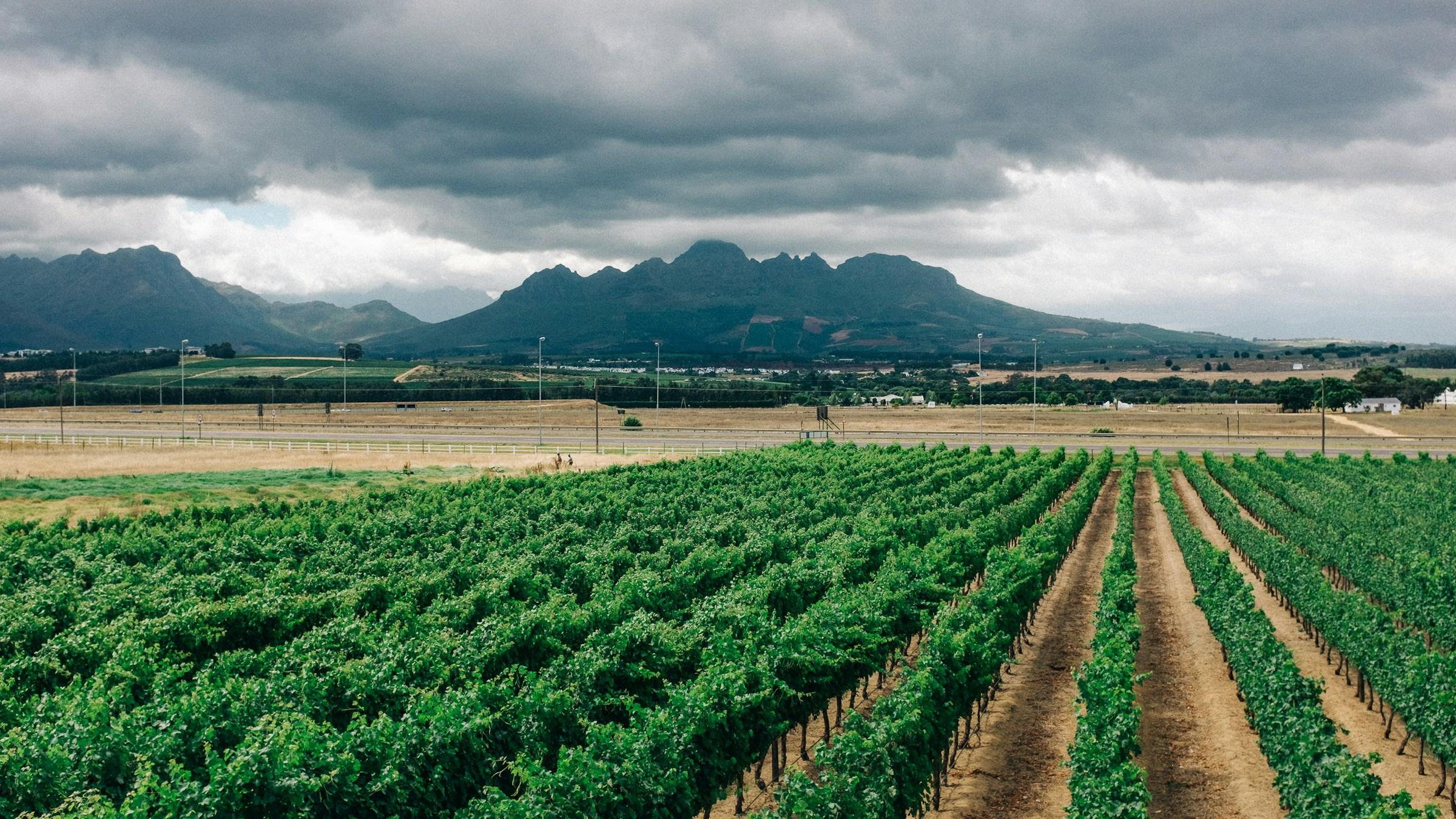 Rows of vines in a Stellenbosch vineyard below the mountains