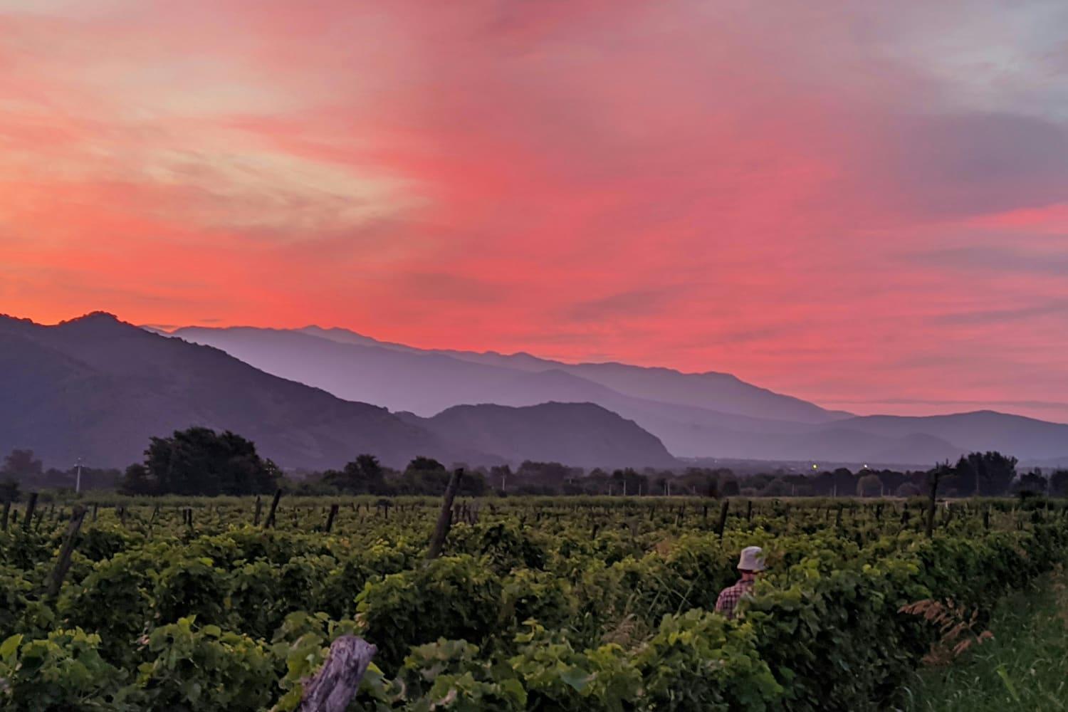 Vineyards at Shakriani in Kakheti under a red sunset sky