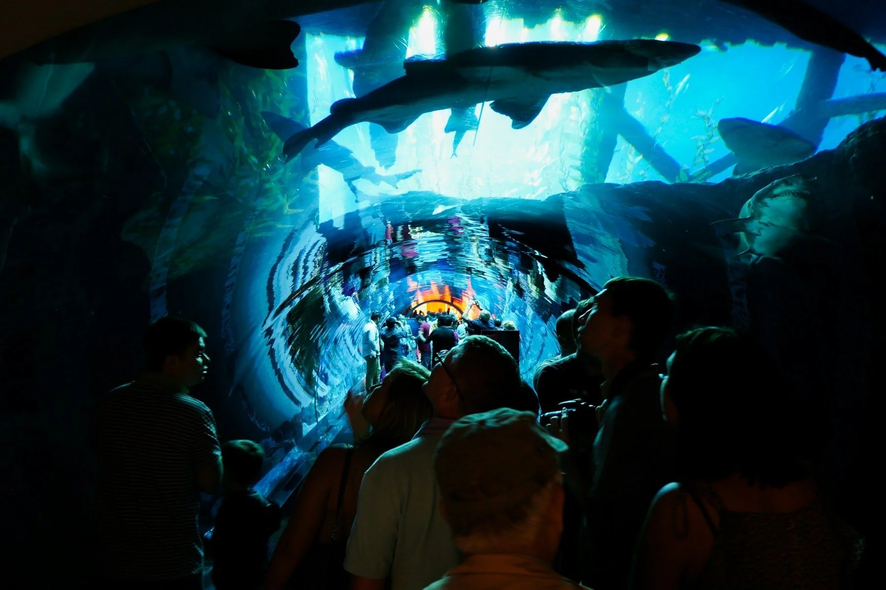 Visitors in the Dubai Aquarium's walk-through tunnel, with sharks swimming overhead