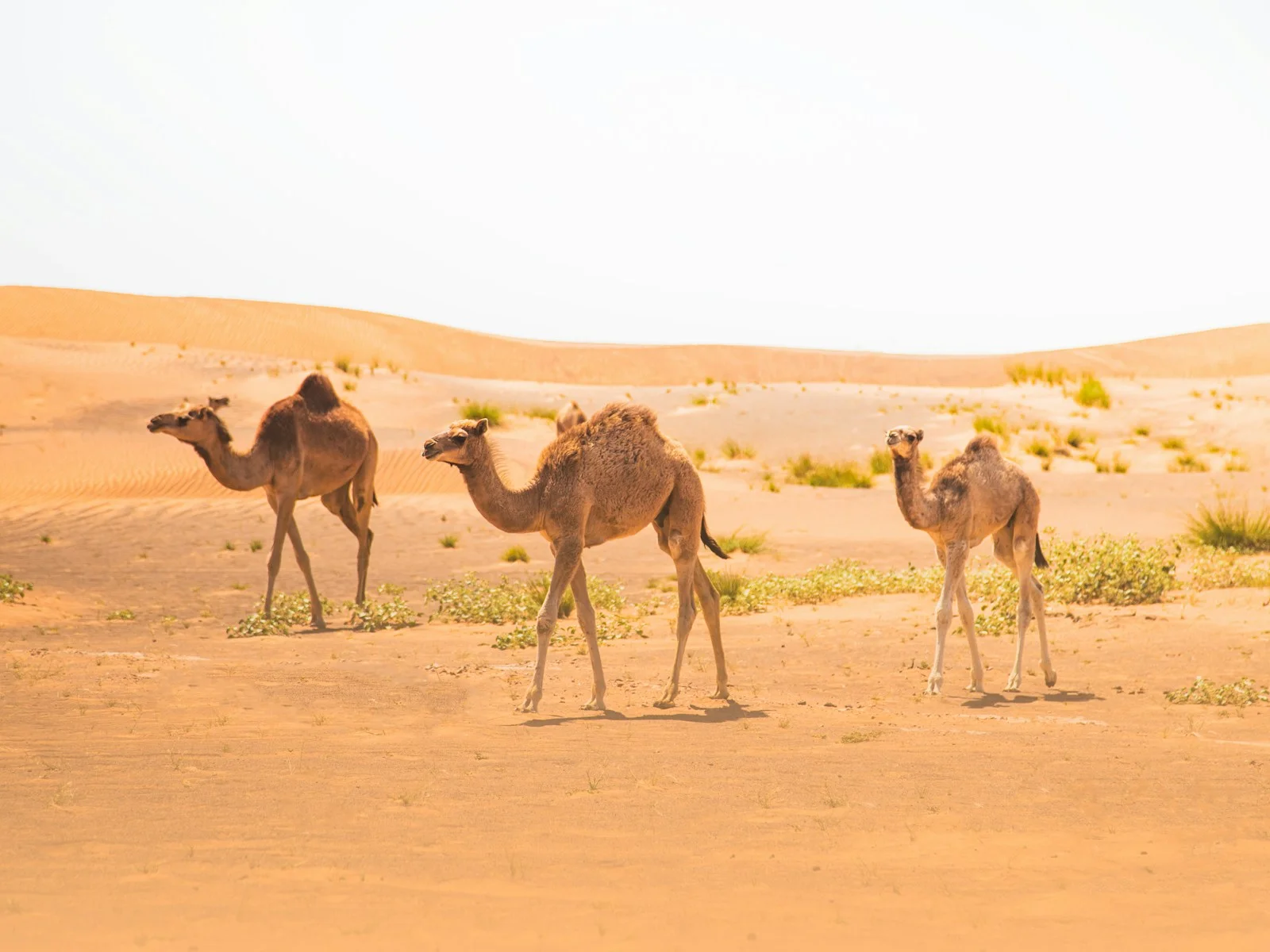 ثلاثة جمال تسير عبر كثبان الرمال خارج دبي