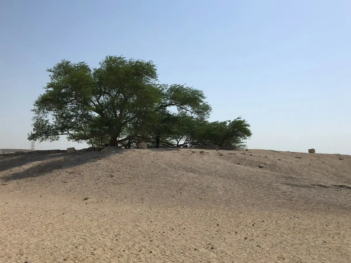 The Tree of Life, a lone tree in the desert of southern Bahrain