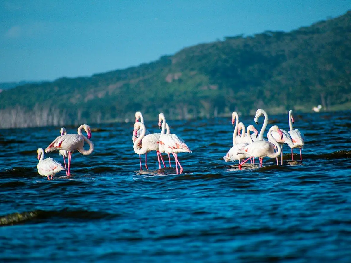Flamingos wading in Lake Nakuru