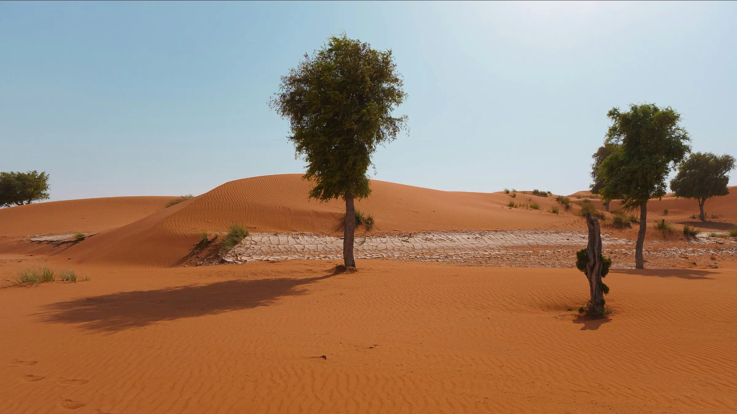 Ghaf trees on red sand in the Sharjah desert