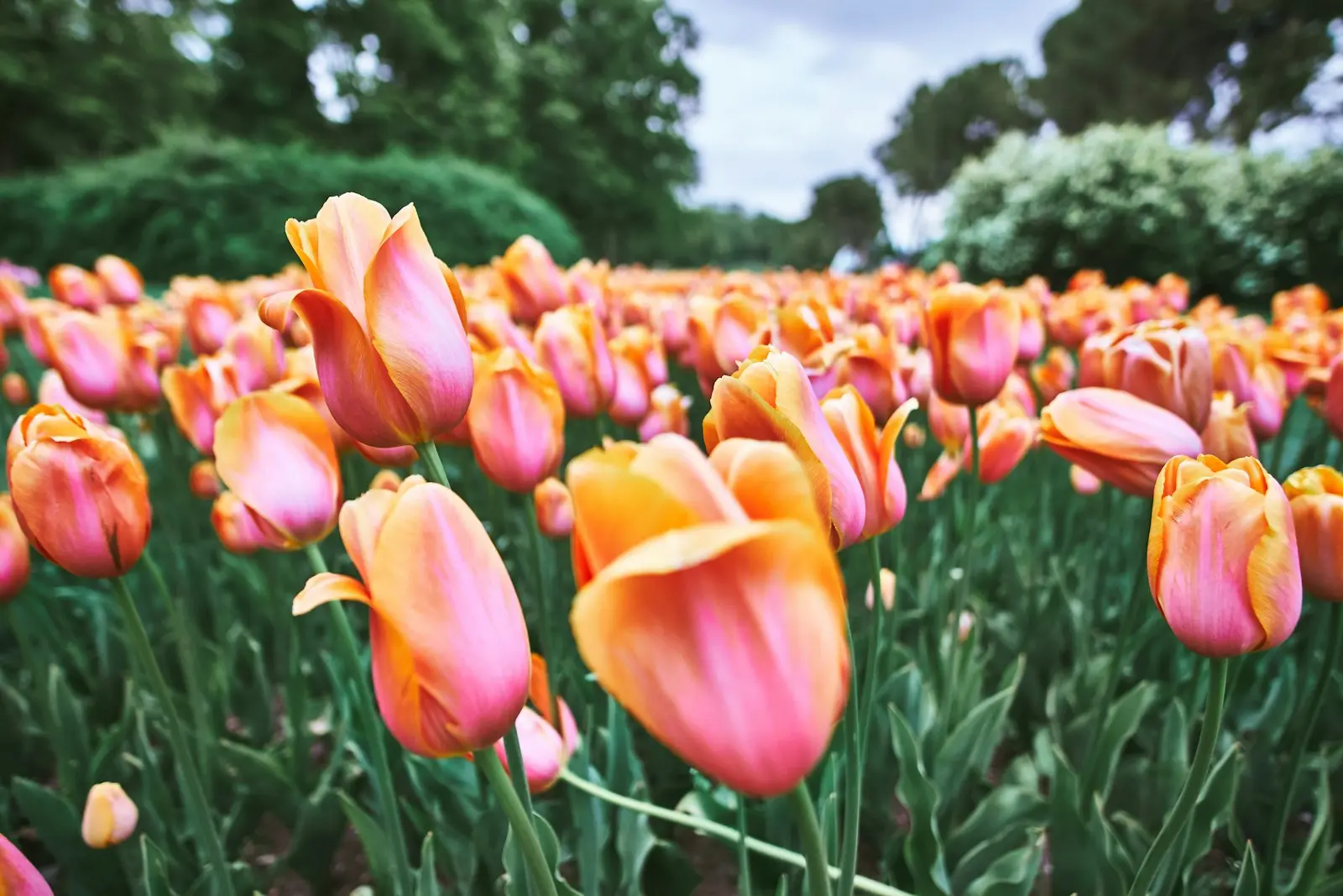 Pink and orange tulips in bloom