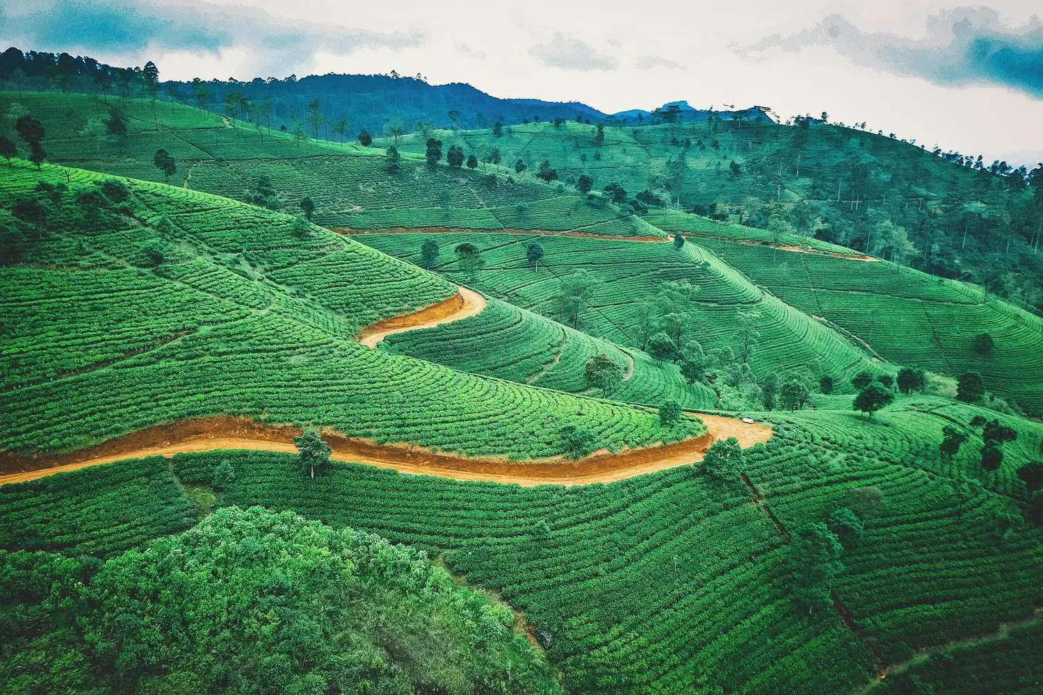 Rows of tea bushes on a hillside estate in Sri Lanka's hill country