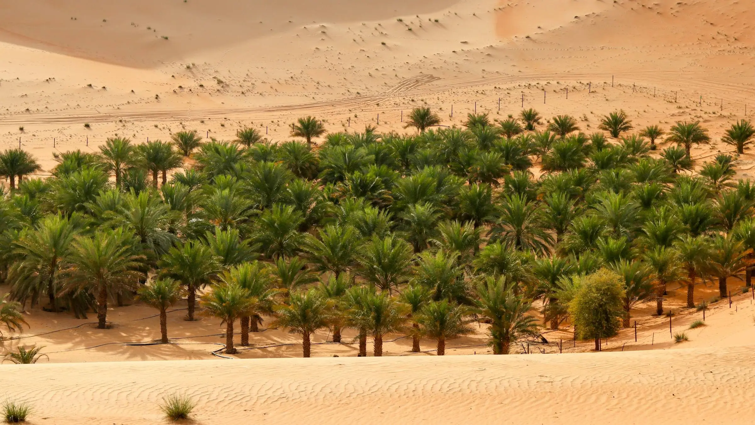 Date palms of an oasis among the sand dunes of Liwa, Abu Dhabi