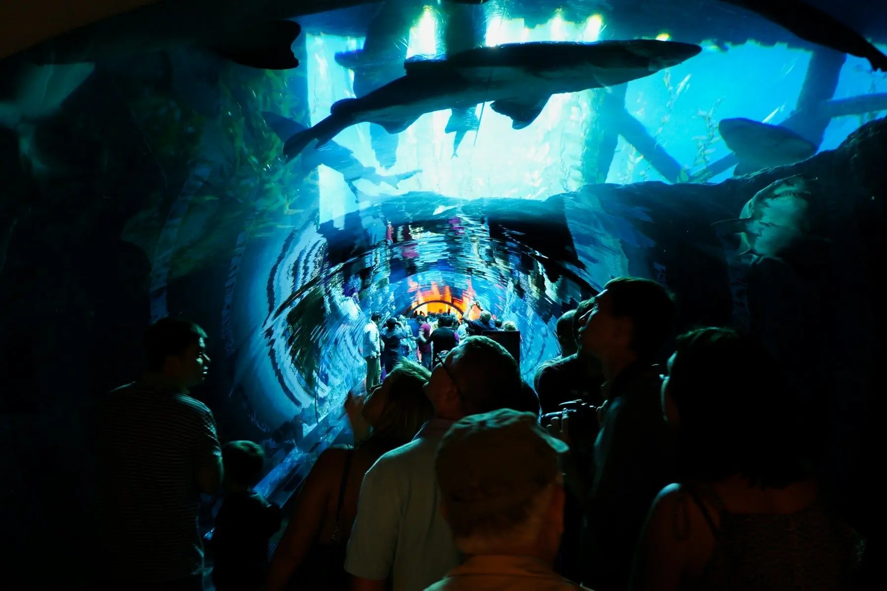 Visitors in the Dubai Aquarium's walk-through tunnel, with sharks swimming overhead