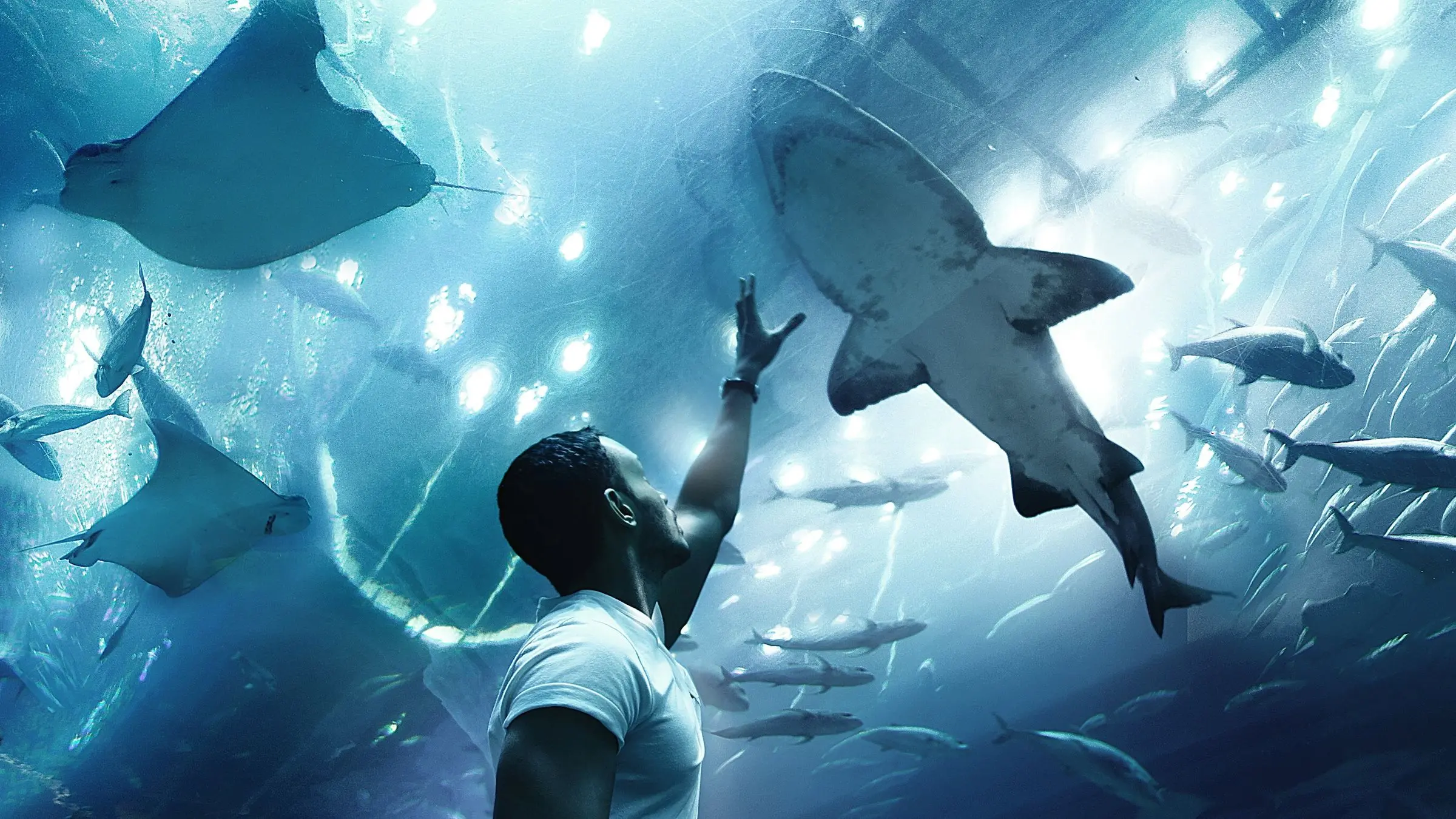 A shark swimming past a visitor at the Dubai Aquarium & Underwater Zoo