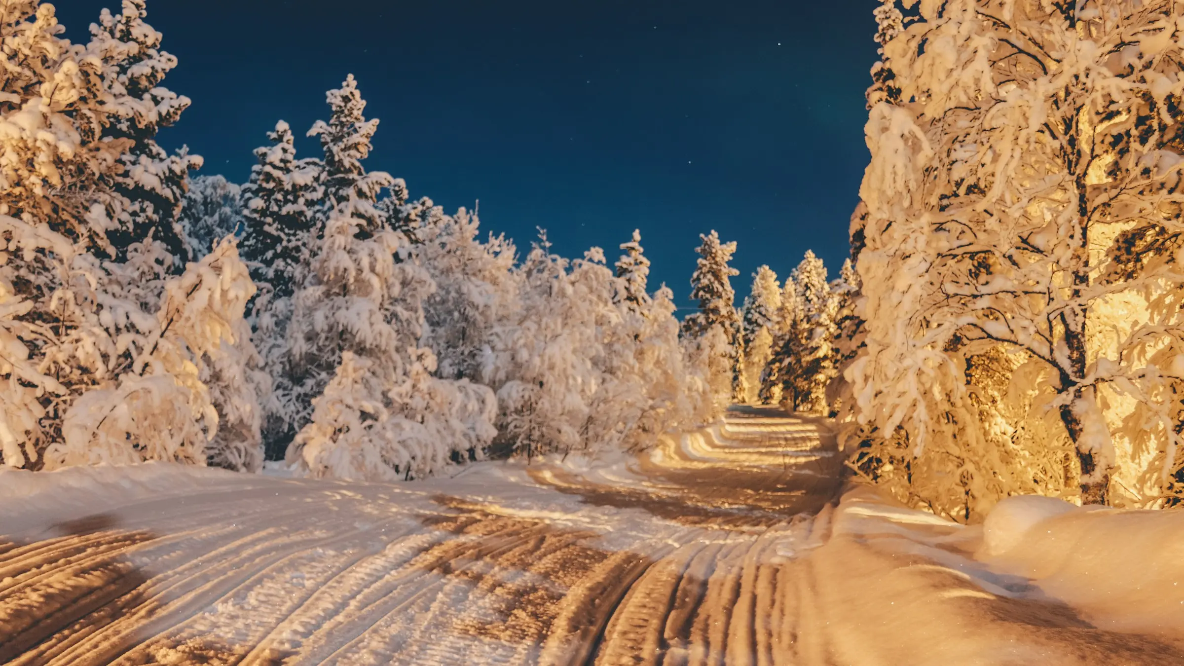 Snow-covered pine forest on a winter evening in Finnish Lapland