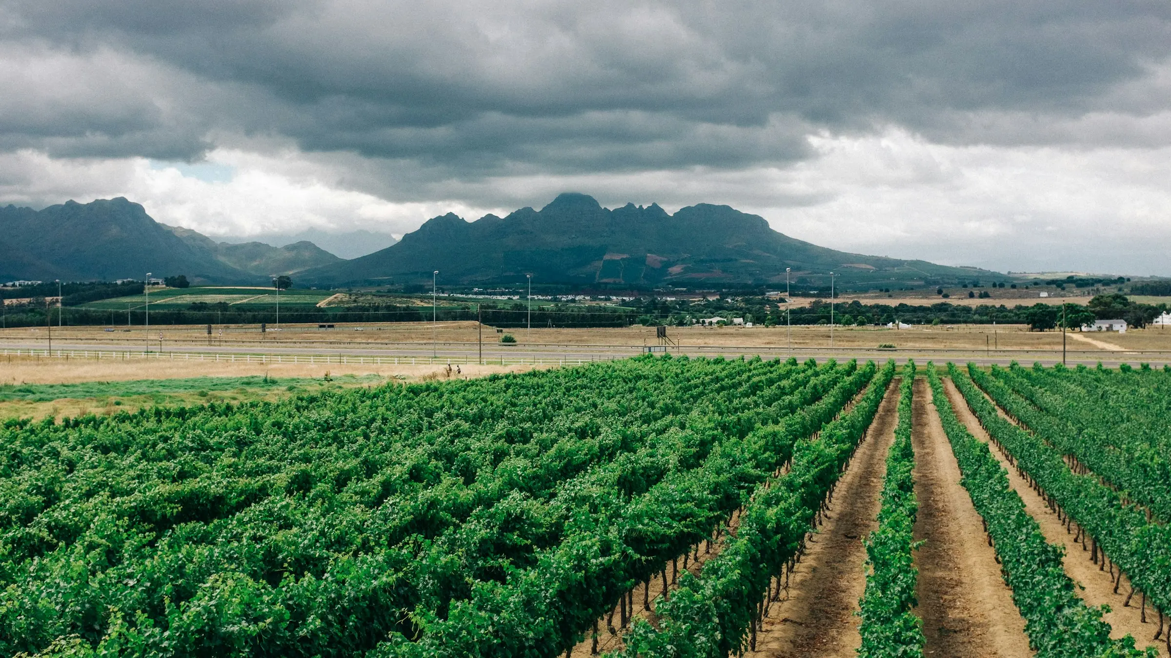 Rows of vines in a Stellenbosch vineyard below the mountains