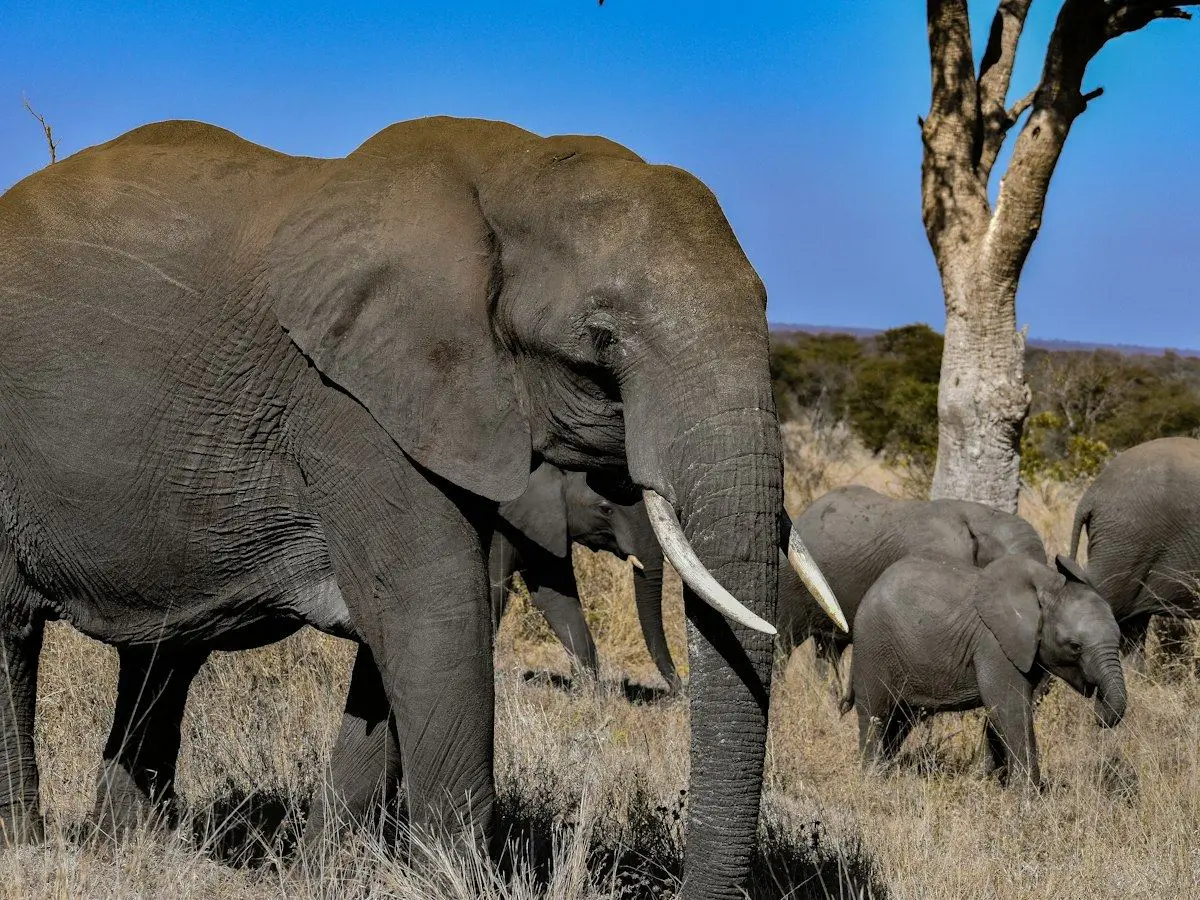 An elephant family in Kruger National Park