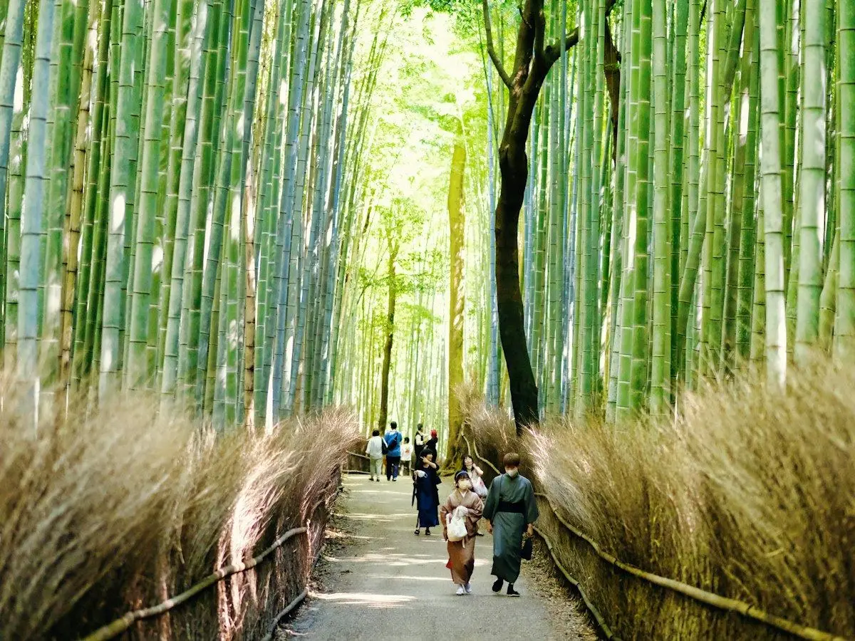 A path through the bamboo grove at Arashiyama in Kyoto