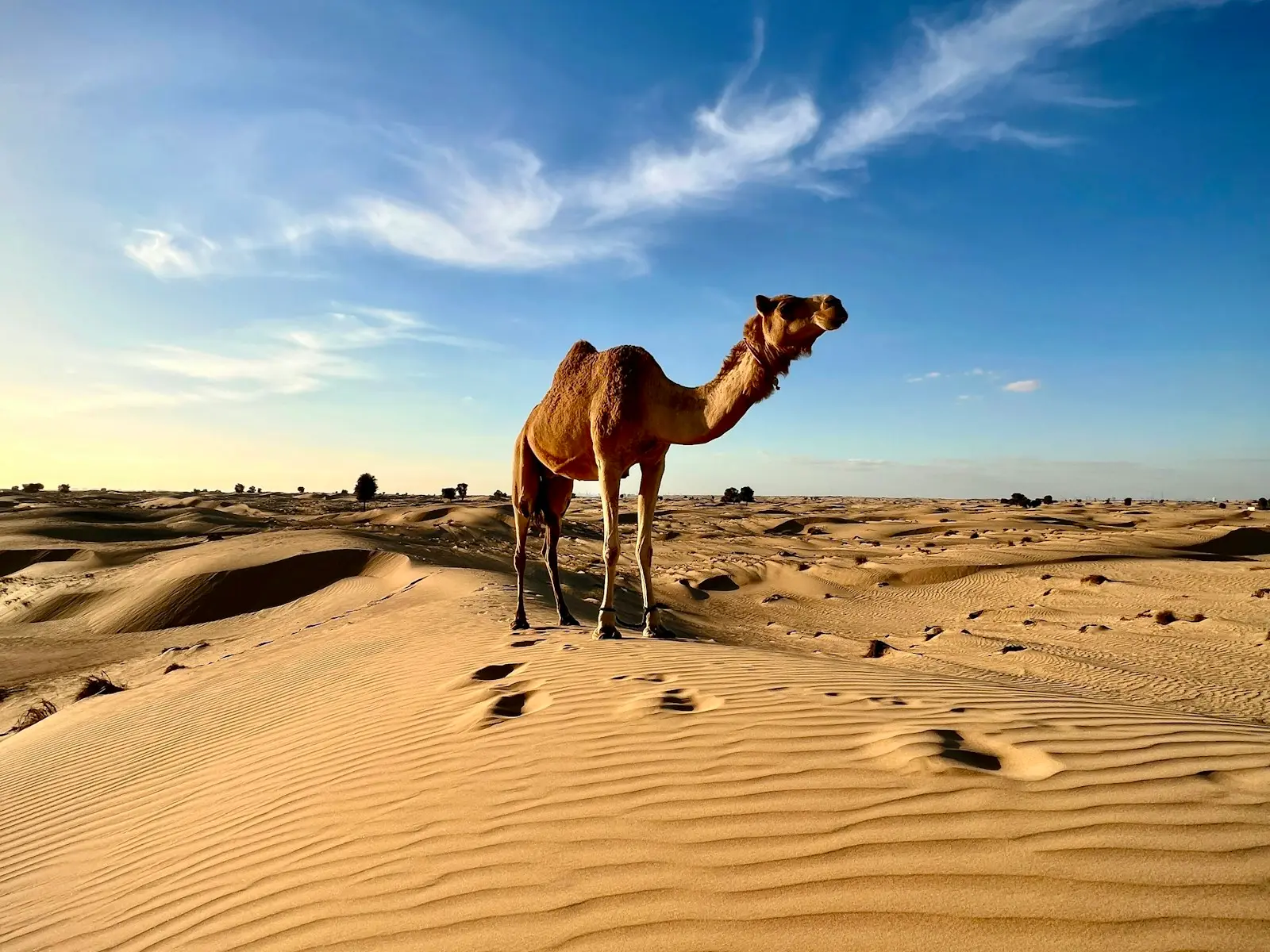 A camel standing on rippled dunes in the Dubai desert