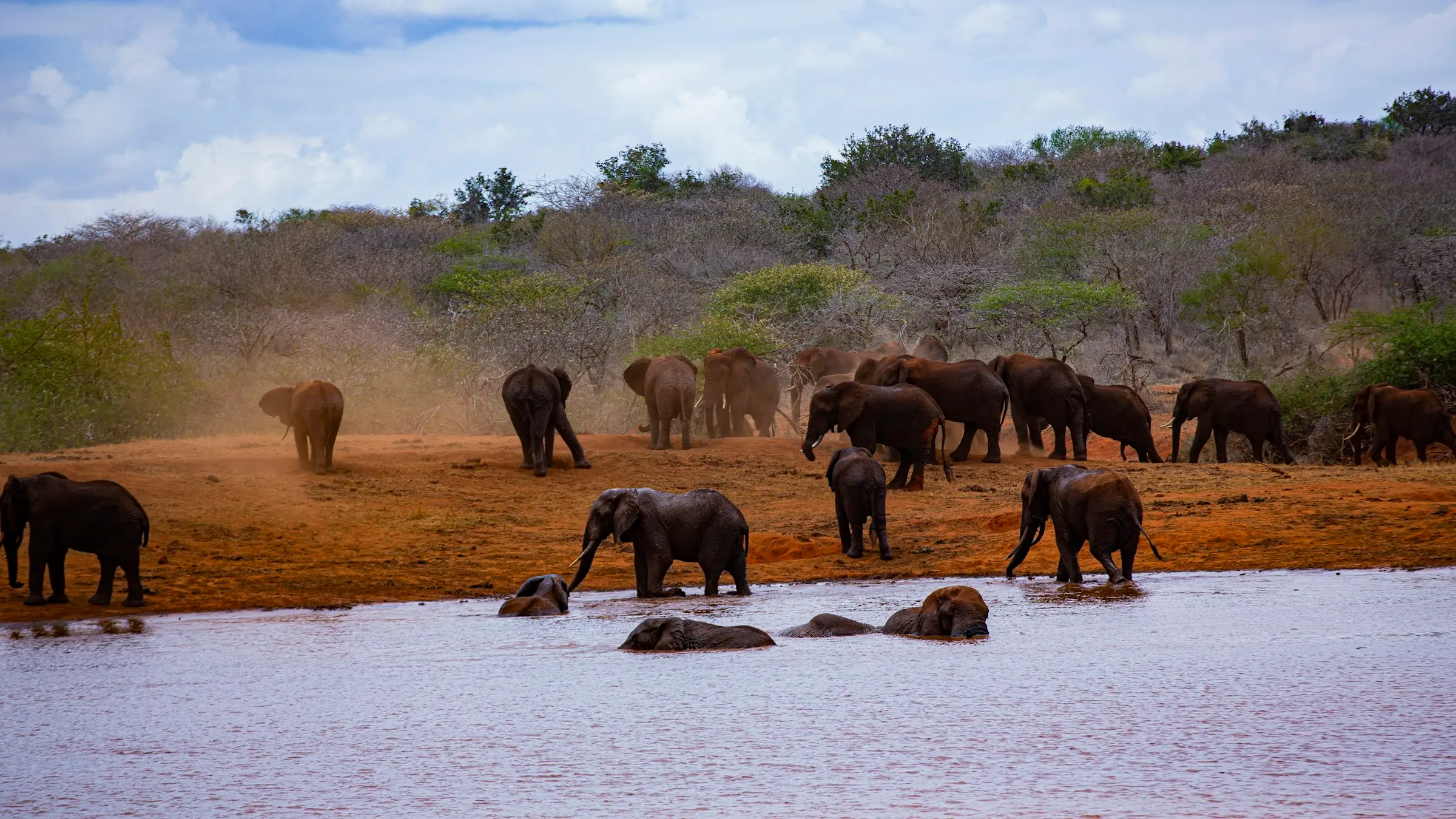 A herd of elephants at a waterhole in Tsavo, Kenya