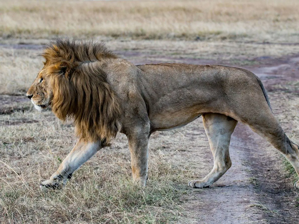 A male lion walking across the grass of the Masai Mara