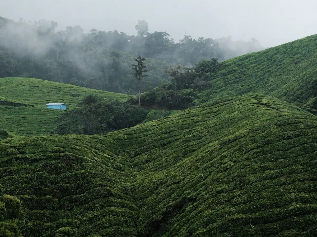 Rows of tea bushes on the slopes of the Cameron Highlands