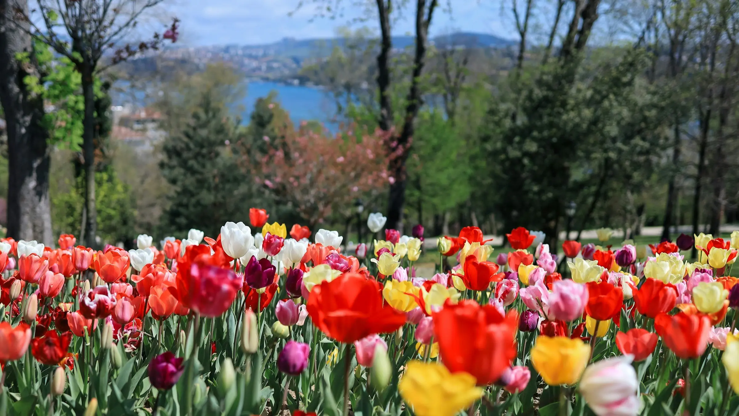 Tulips in flower at Emirgan Park in Istanbul in spring, with the Bosphorus behind the trees